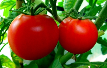 Siberian Tomate Kältetolerant 20 Samen