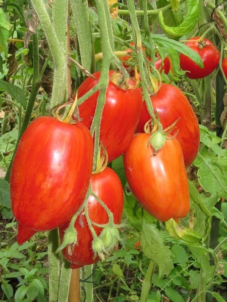 Tomate STRIPED ROMAN 20 Samen
