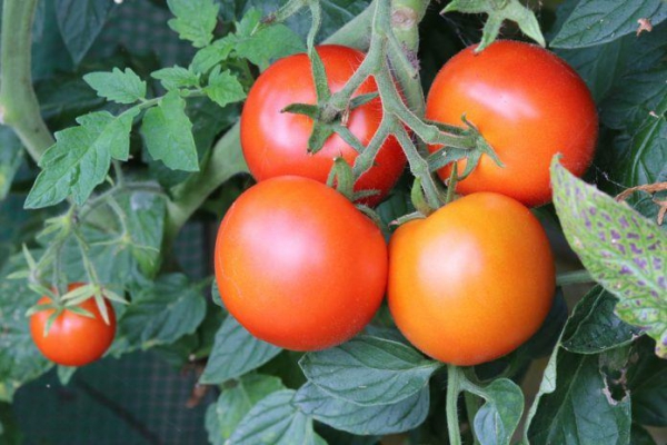 Tomate Harzfeuer F1 20 Samen