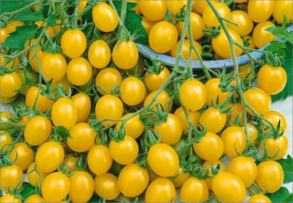 Tomate gelb * alte Sorte Tomaten * 20 Samen