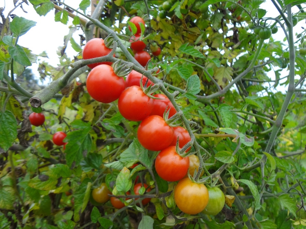 Wild-Tomate aus Ecuador 20 Samen